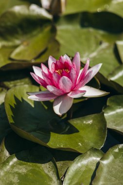  Doğada, nehirde Lily çiçeği