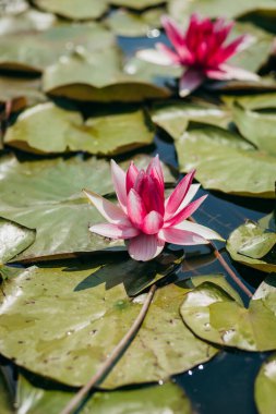  Doğada, nehirde Lily çiçeği