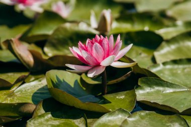  Doğada, nehirde Lily çiçeği