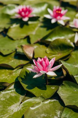  Doğada, nehirde Lily çiçeği