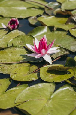  Doğada, nehirde Lily çiçeği