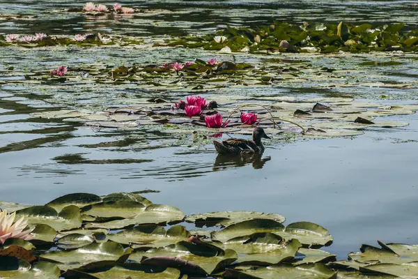 Doğada, nehirde Lily çiçeği
