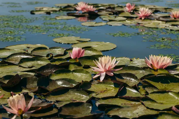 Doğada, nehirde Lily çiçeği
