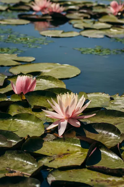  Doğada, nehirde Lily çiçeği