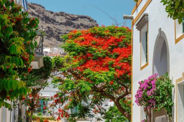 Bougainvillea flowers growing in the streets of Puerto de Mogan. Gran Canaria, Spain