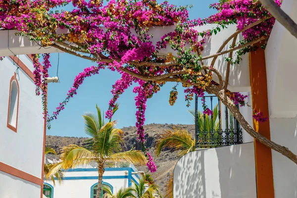 Bougainvillea Flowers Growing Streets Puerto Mogan Gran Canaria Spain 로열티 프리 스톡 사진