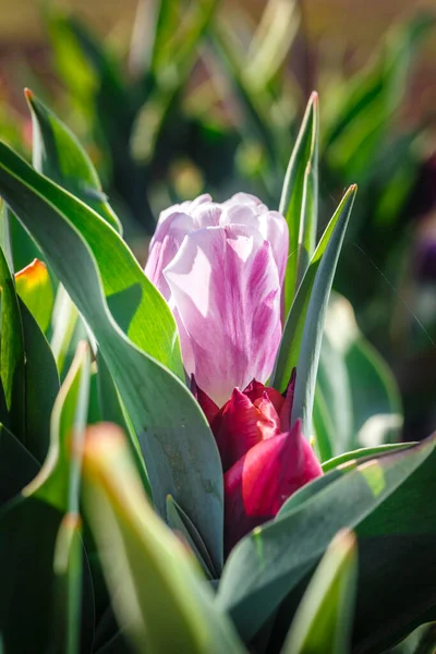 Tulipa Rosa Jardim Durante Dia Imagem De Stock