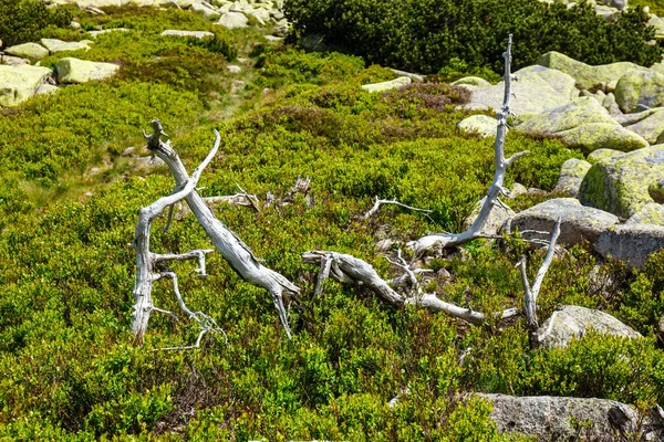 Karkonosze Dağları 'ndaki dağ yolu