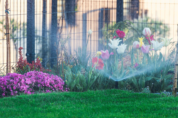 Plastic sprinkler irrigating flower bed on grass lawn with water in summer garden. Watering green vegetation duging dry season for maintaining it fresh.