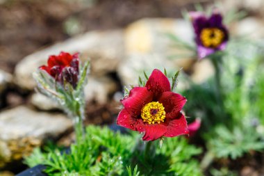 Çiçekler Pulsatilla vulgaris, Pulsatilla rubra, yaygın pask çiçek
