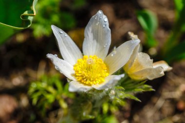 Dekoratif çiçek açan ilk bahar çiçekleri tüylü kabarık kabarıklıklarla. Pulsatilla vulgaris Alba.