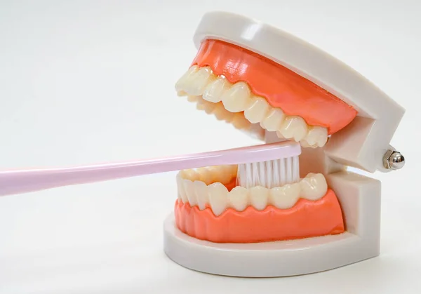 白色背景下的牙刷和牙齿模型 — 图库照片
