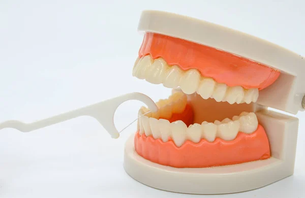 White Dental Floss Tooth Model White Background — Stock Photo, Image