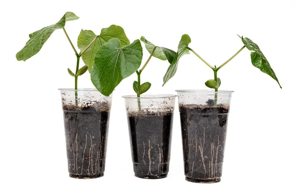 Transparent Recycled Plastic Cup Sword Bean Leaves Growing — Stock Photo, Image