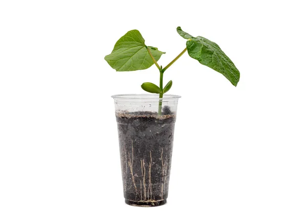 Transparent Recycled Plastic Cup Sword Bean Leaves Growing Royalty Free Stock Photos