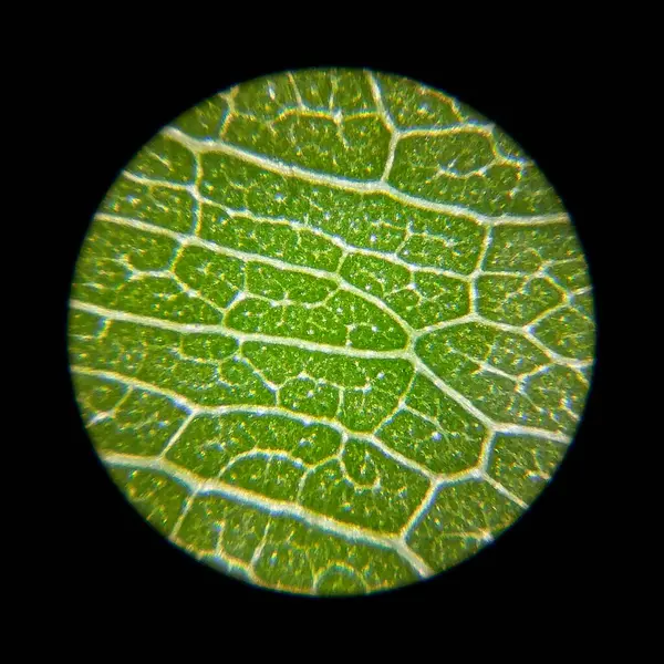 Green plant leaf surface viewed under a microscope