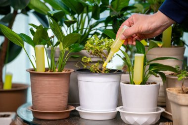 Evde saksı bitkileri için sıvı gübre tüpü kullanmak - Bahçe Bakımı Konsepti