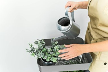 The hands of the florist waters the plants in the interior. Florist concept, isolated, space for text, discount