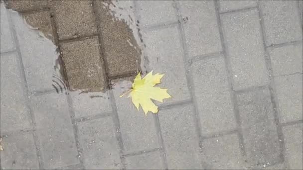 Gotas Chuva Caem Uma Poça Com Uma Folha Amarela Outono — Vídeo de Stock