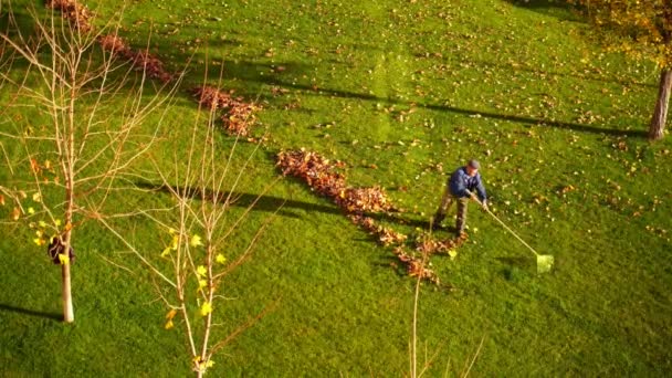 Herfst Schoonmaken Tuin Een Man Verwijdert Gevallen Bladeren Het Gazon — Stockvideo