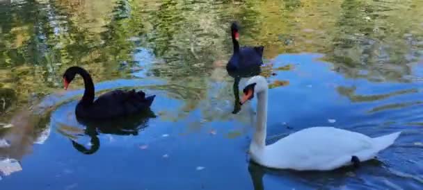 Drei Schwäne Schwimmen Stadtweiher Vögel Herbst Der Stadt Hochwertiges Filmmaterial — Stockvideo