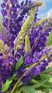 Bir buket lupin. Çok renkli yaz çiçekleri ellerinde beyaz ve mor. Lupine tomurcukları. Yaz çiçekli arka plan. Yüksek kalite 4k görüntü