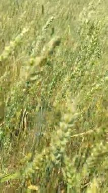 Rüzgarda sallanan tahıllı sarı buğday başakları. Tarım sektörünün olgunlaşan buğday tarlası kavramı. Tahıl hasadı yazın olgunlaşır. Çevre dostu buğday. Yiyecek yetiştir.