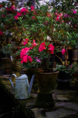 Serada çeşitli çiçek ve bitkilerle dolu ahşap bir raf. Bahçıvanlık, hobi, bitki bakımı, bahçe işleri. Yüksek kalite fotoğraf