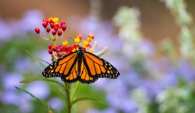 Migrating Monarch butterfly (Danaus plexippus) feeding on tropical Milkweed flowers in the autumn garden in Texas. Copy space. clipart