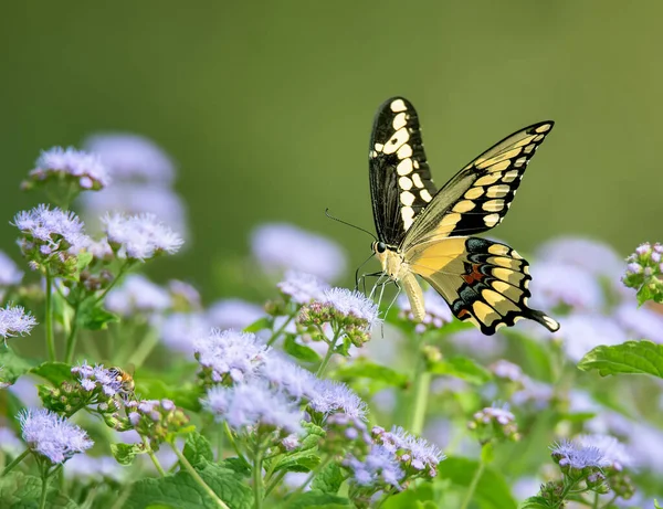 庭の青い霧の花に餌をやる巨大なスワロテール蝶 Papilio Cresphontes スペースのコピー — ストック写真
