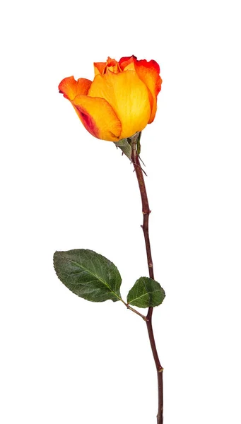 Beautiful Fresh Yellow Orange Rose Bud Isolated White Background — Stock Photo, Image