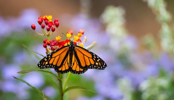 テキサス州の秋の庭で熱帯性の雑草の花に餌を与えるモナーク蝶 Danaus Plexippus の移行 スペースのコピー — ストック写真