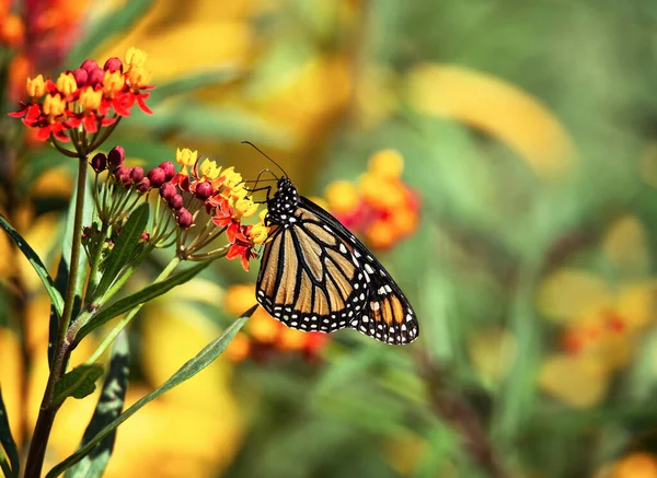 Mariposa Monarca Migrante Danaus Plexippus Alimentándose Flores Tropicales Milkweed Jardín —  Fotos de Stock