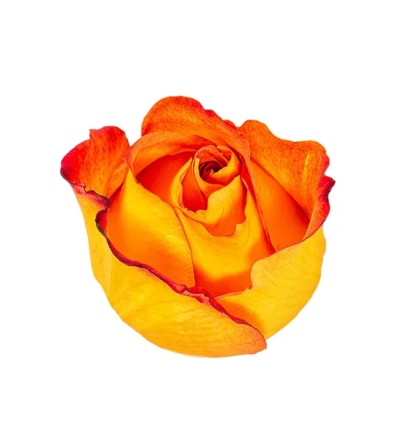 Flor Rosa Naranja Única Amarilla Aislada Sobre Fondo Blanco — Foto de Stock