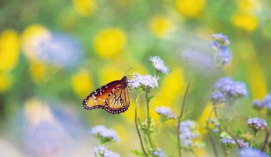 Kraliçe kelebek (Danaus gilippus) güneşli bir sonbahar gününde Mavi Mistflower (Conoclinium greggii) ile beslenir. Sonbahar göçü. Kopyalama alanı olan sarı çiçek arkaplanı. 