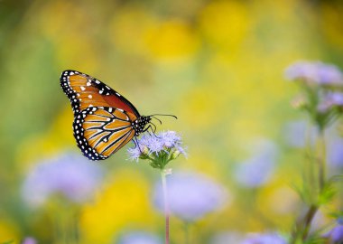 Kraliçe kelebek (Danaus gilippus) güneşli bir sonbahar gününde Mavi Mistflower (Conoclinium greggii) ile beslenir. Sonbahar göçü. Kopyalama alanı olan sarı çiçek arkaplanı. 