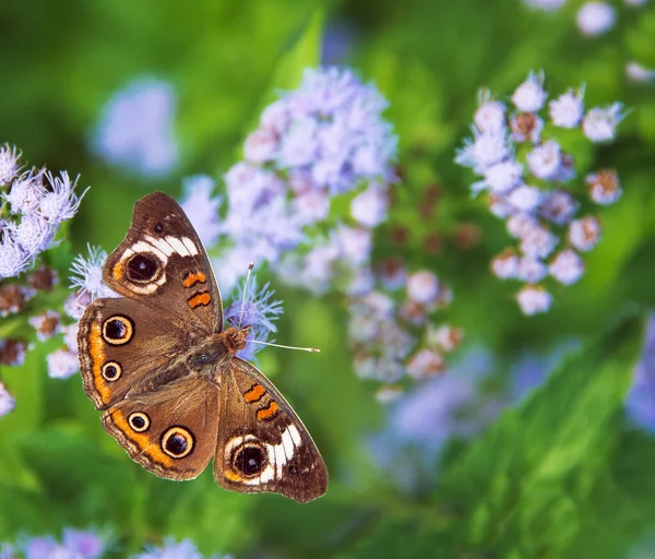 一般的なブッキー蝶 Junonia Coenia 晴れた秋の日に 青い霧の花 翼を広く開いて餌を与えます — ストック写真
