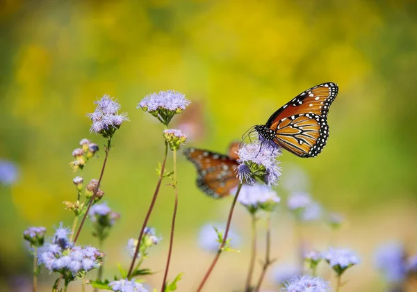 秋の晴れた日に女王蝶 Danaus Gilippus が青い花 Conoclinium Greggii に餌を与えます 秋の移行 コピースペース付き黄色の花の背景 — ストック写真
