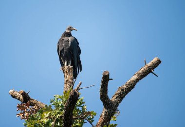 Teksas 'ta ağaç tepesine tüneyen akbaba (Cathartes aura). Kopyalama alanı olan mavi gökyüzü arkaplanı.