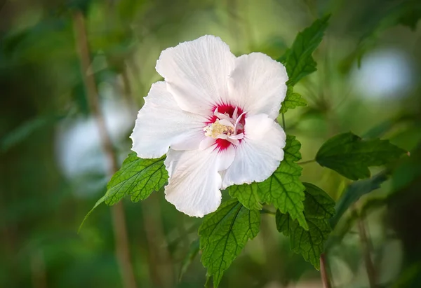 Belle Fleur Blanche Hibiscus Fleurissant Dans Jardin Gros Plan — Photo
