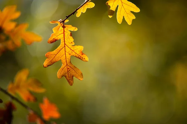 Närbild Höstens Eklöv Naturlig Grön Bakgrund Med Kopia Utrymme — Stockfoto