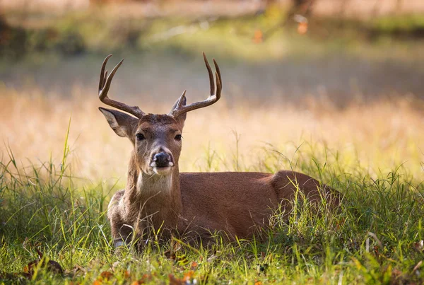 若い白尾の鹿 男性の背中 テキサス州の美しい秋の日に草の中に横たわっている ストック写真