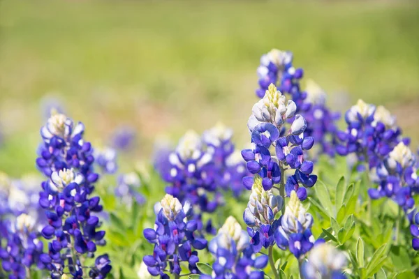 德州蓝帽 卢皮努斯 花在春天绽放 选择性对焦 带有复制空间的自然绿色背景 — 图库照片