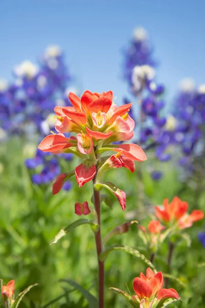 Close Indian Paintbrush Wildflower Texas Bluebonnets Background Blue Sky — Stock Photo, Image