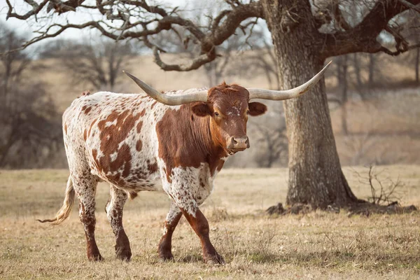 德克萨斯长角羚在冬季牧场放牧 — 图库照片