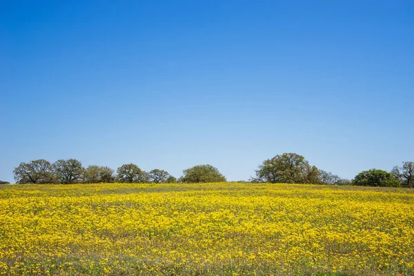Yellow Flower Field Bright Blue Sky Texas Spring — Stock Photo, Image