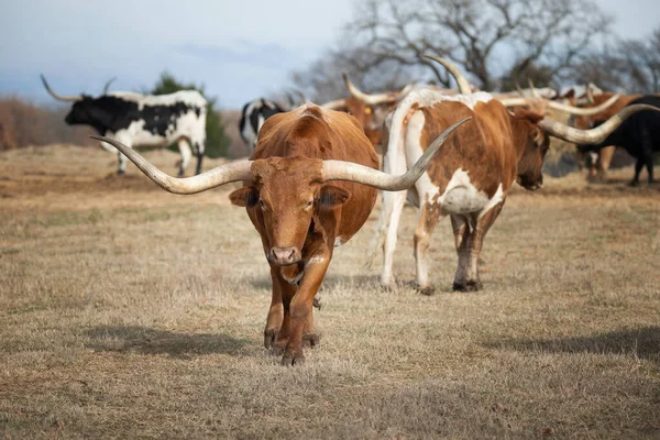 德克萨斯长角牛在冬天的牧场上吃草 — 图库照片