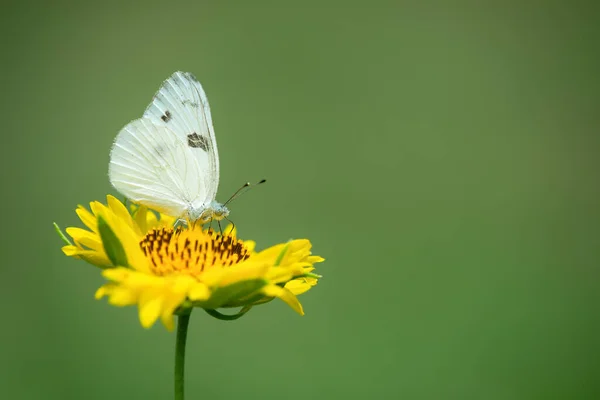 Karo Weißer Pontia Protodice Schmetterling Der Sich Von Der Blüte — Stockfoto