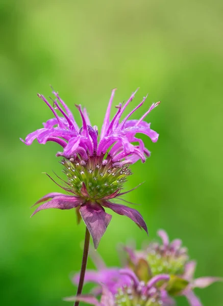 Lila Bienenbalsam Blüht Garten Nahaufnahme Natürlicher Grüner Hintergrund Mit Kopierraum — Stockfoto