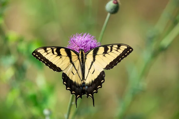 Východní Tygr Vlaštovčí Motýl Papilio Glaucus Živící Bodlákovými Květy Krásná — Stock fotografie